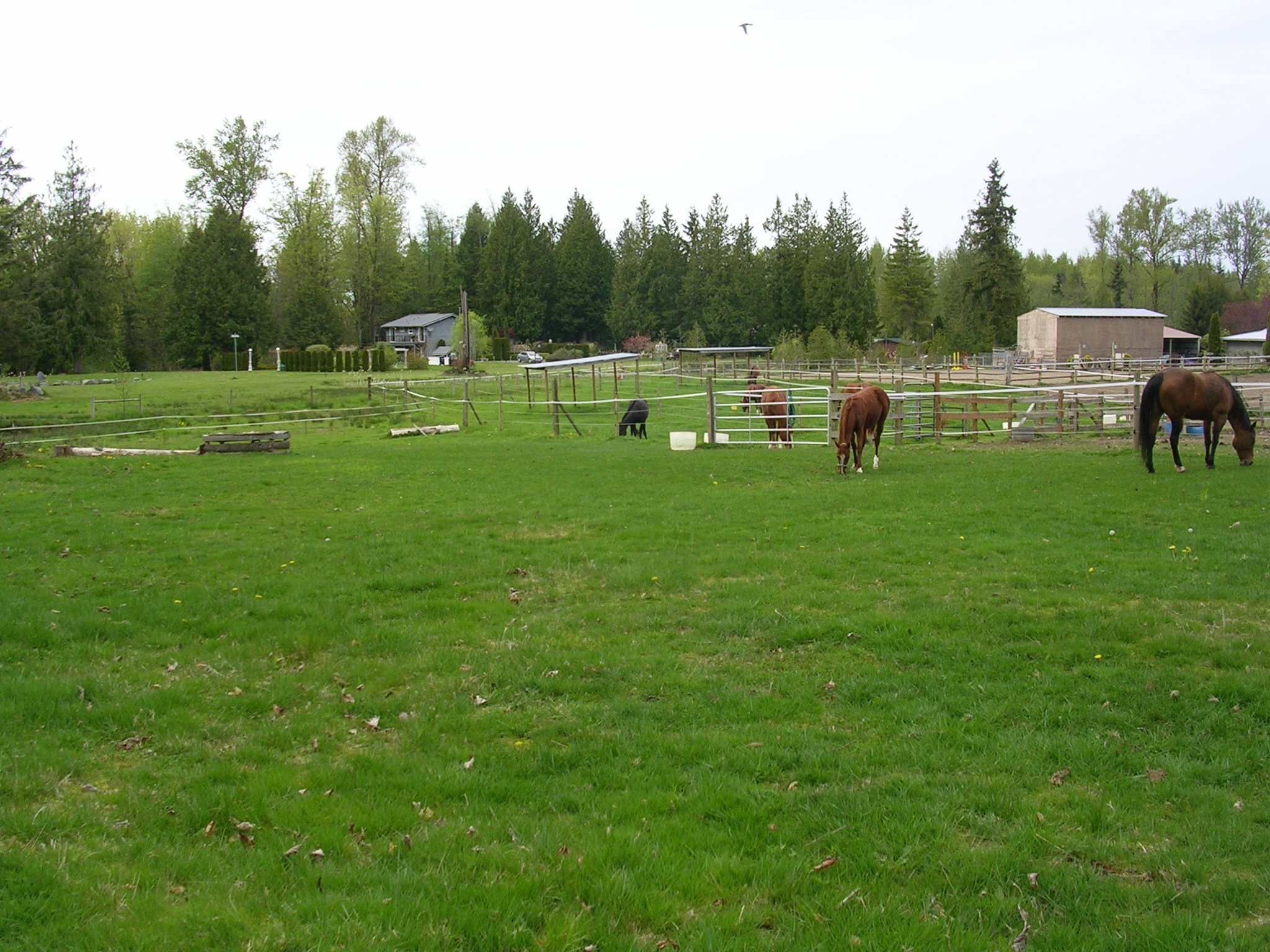 restored paddocks April 2009 002